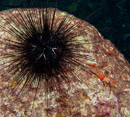 Long-Spined Urchin