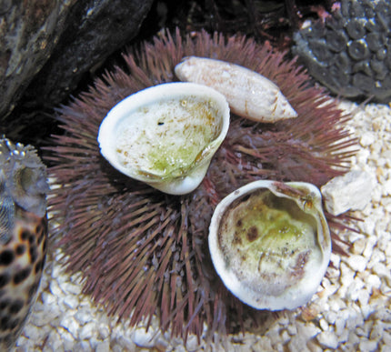 Rose-Pink Urchin
