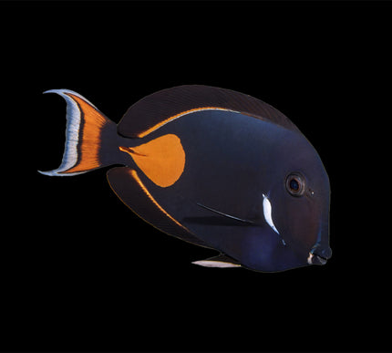 Achilles Tang