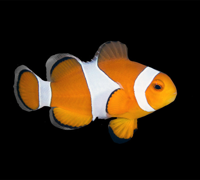 Percula Clownfish