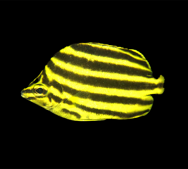 Aussie Stripey