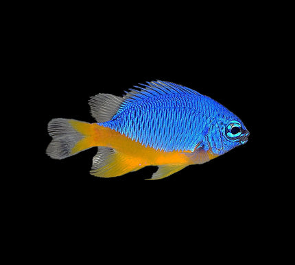 Azure Damselfish