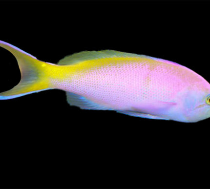 Bartlett's Anthias Female