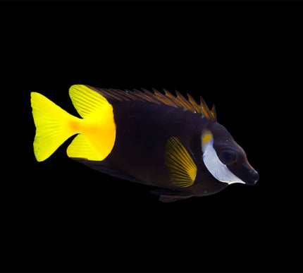 Bicolor Foxface (Fiji Rabbitfish)