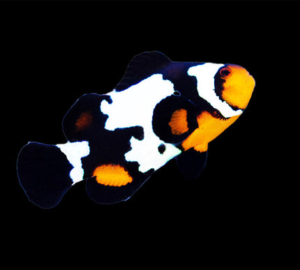 Black Ice Clownfish