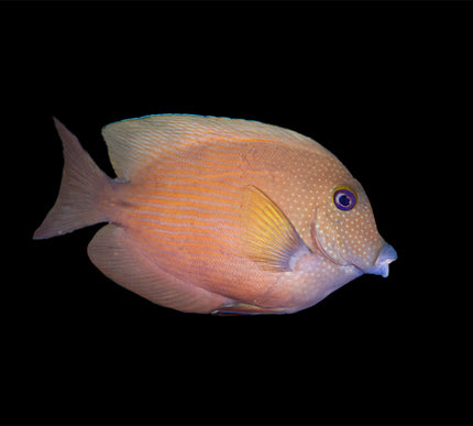 Blue-Eye Tang