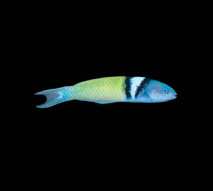 Bluehead Wrasse