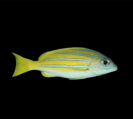 Blue Line Snapper