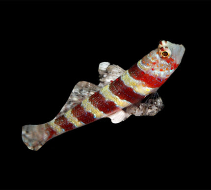 Bumblebee Goby
