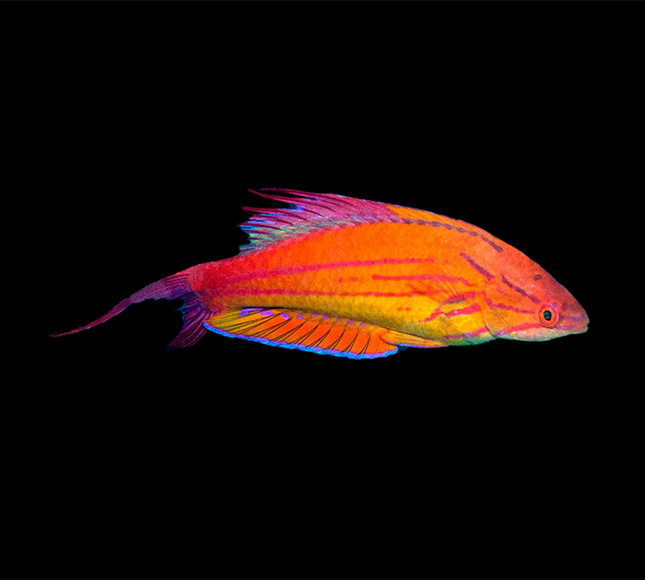 Carpenter Flasher Wrasse