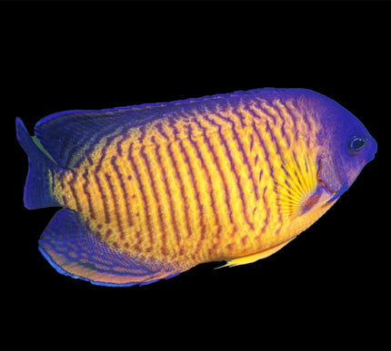 Coral Beauty Angelfish