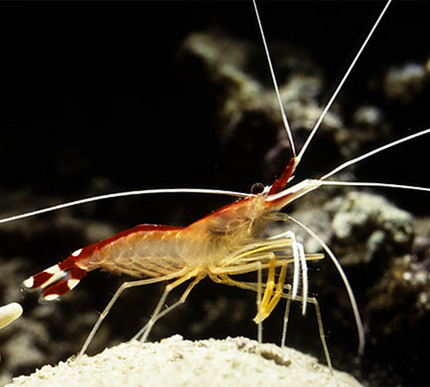 Cleaner Shrimp