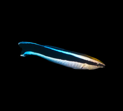 Cleaner Wrasse