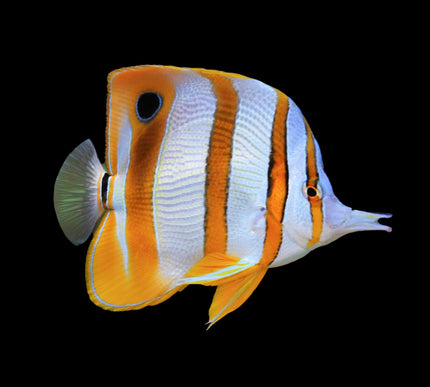 Copperband Butterfly