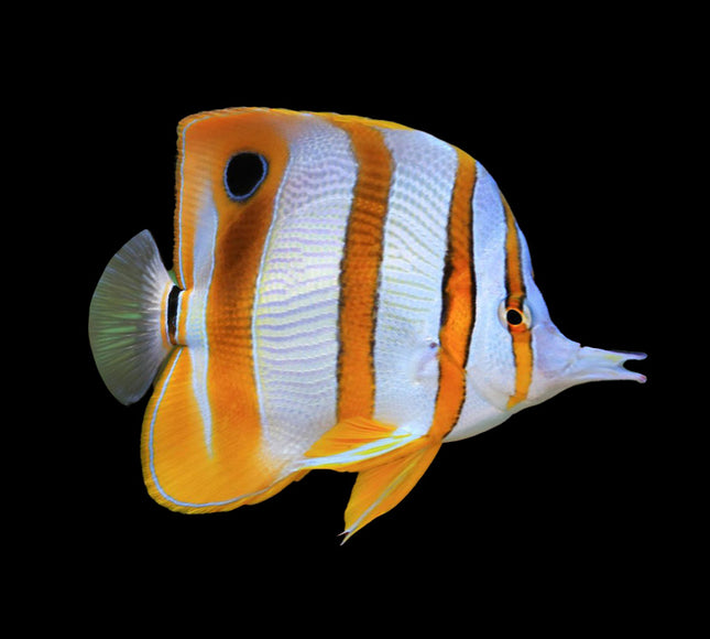 Copperband Butterfly