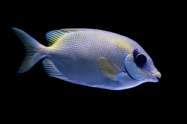 <h2>Reef Safe With Caution</h2>