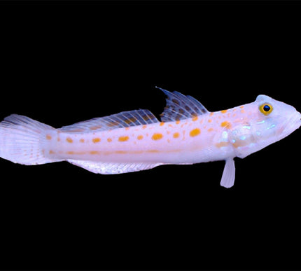 Diamond Goby