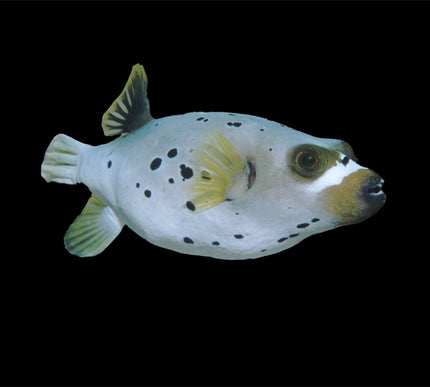 Dog Face Puffer