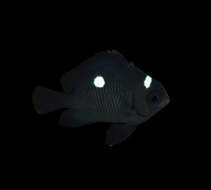 Domino Damselfish