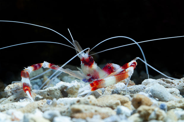 <h2>Inverts</h2>