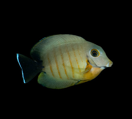 Eiblii Mimic Tang