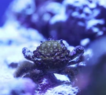 Emerald Crab