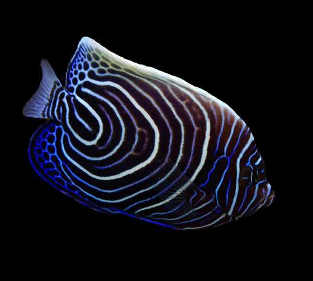 Emperor Angelfish (Juvenile)