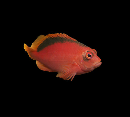 Flame Hawkfish