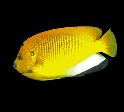 Flagfin Angelfish