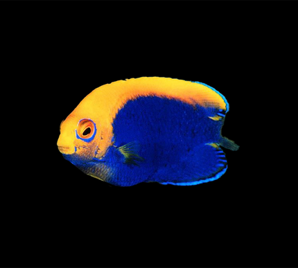 Flameback Angelfish