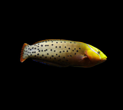 Formussa Wrasse