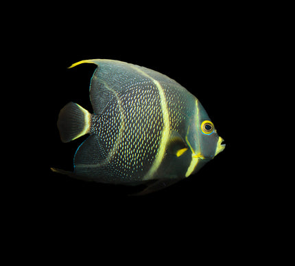French Angelfish