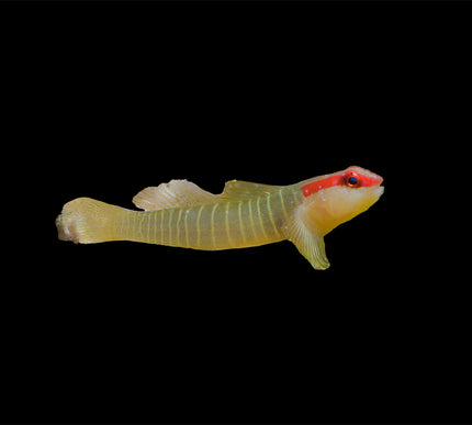 Green Banded Goby