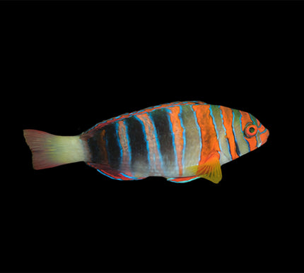 Harlequin Tuskfish