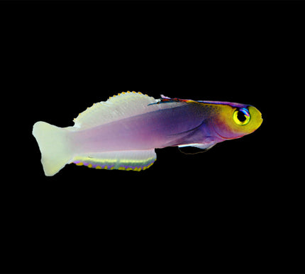 Helfrichi Firefish (Helfrichi Goby)