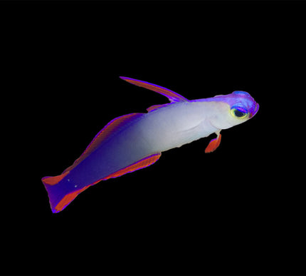 Purple Fire Goby (Purple Firefish)