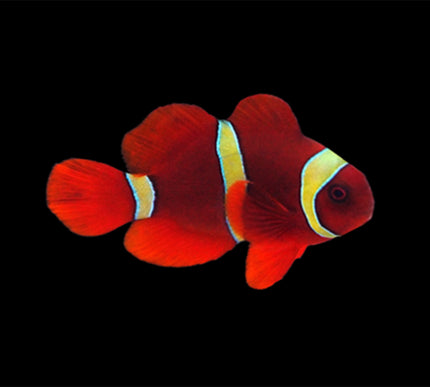 Maroon Clownfish