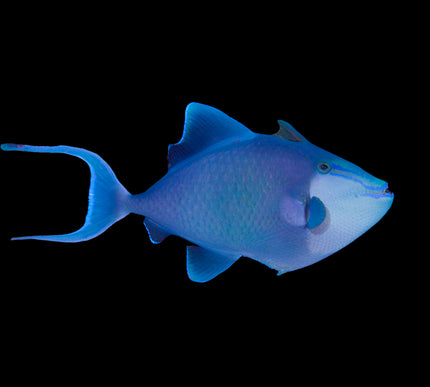 Niger Triggerfish