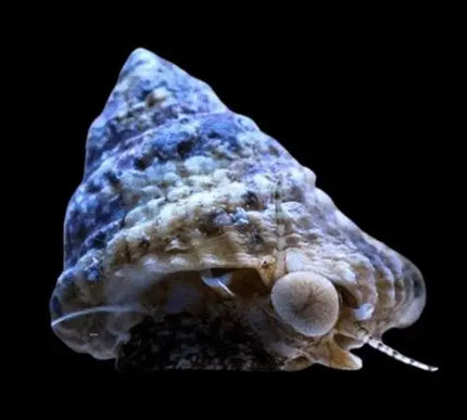 Astrea Snail