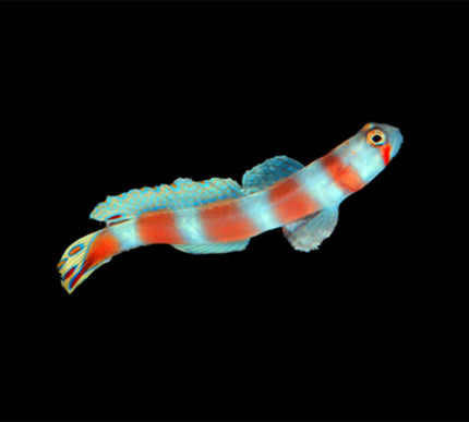 Orange Banded Prawn Goby