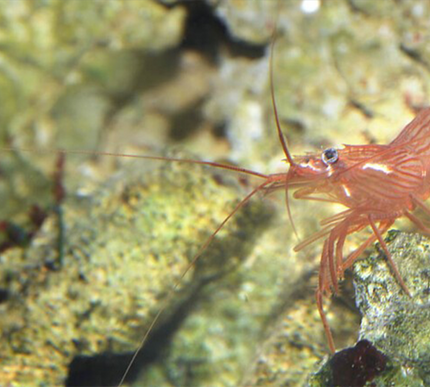 Peppermint Shrimp