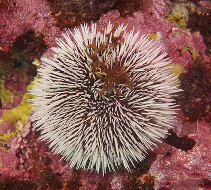 Pin Cushion Urchin
