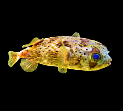 Porcupine Puffer
