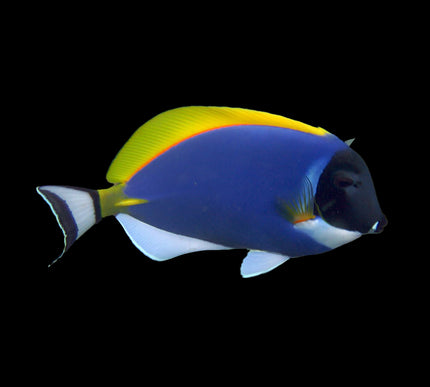 Powder Blue Tang