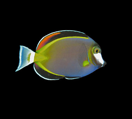 Powder Brown Tang