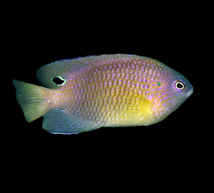 Princess Damselfish