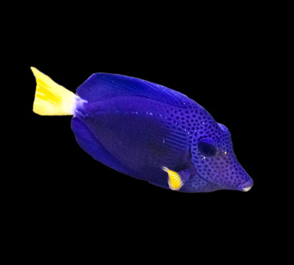 Purple Tang