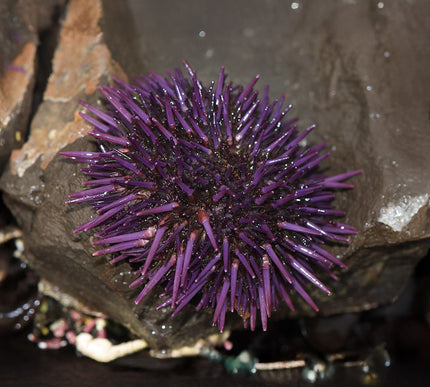 Purple Urchin