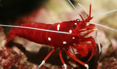 Fire Shrimp