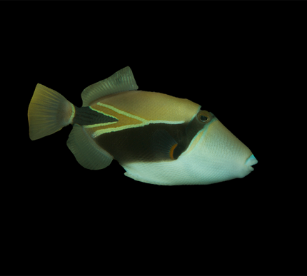 Rectangulus Triggerfish